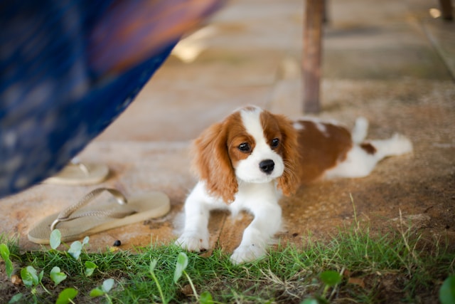 i-cani-migliori-per-gli-anziani