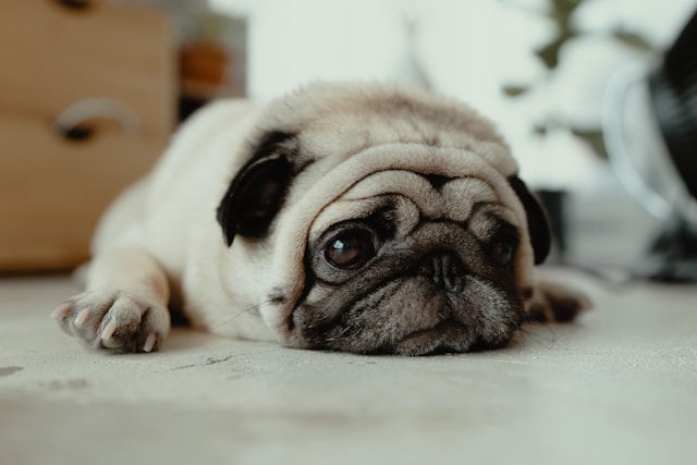 i-cani-migliori-per-gli-anziani