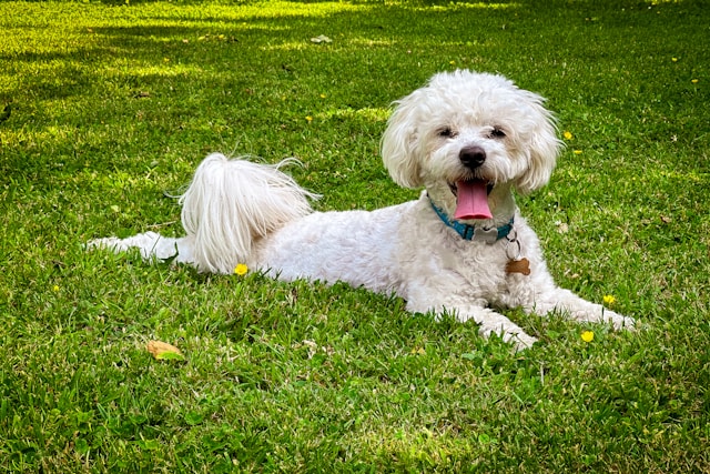 i-cani-migliori-per-gli-anziani